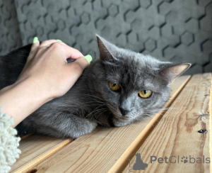 Фото №3. Друзья, ищет дом кошечка Дымка.. Россия