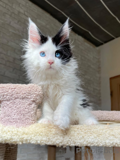 Фото №3. Представляем Луну, нашу мечтательную маленькую королеву с сердцем, таким же. Германия