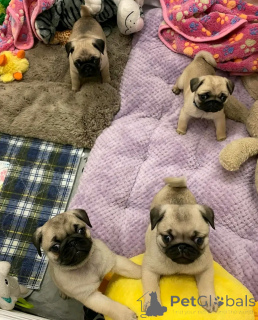 Фото №1. мопс - купить в Хельсинки за 41745₽. Объявление №161020