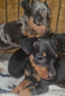 Фото №4. Продажа таксу в Portland заводчик - цена 29570₽