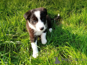 Фото №3. Adorable Border Collie puppies for free adoption.  Германия