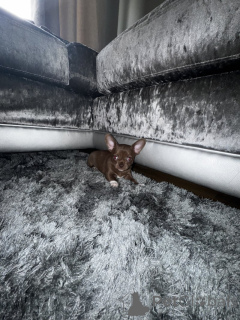 Фото №2 к объявлению №139146 о продаже чихуахуа - купить в Германии частное объявление