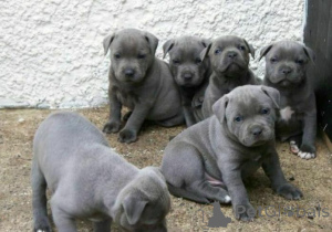 Фото №1. англ. стафф.терьер - купить в Цез за договорная. Объявление №159997