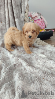 Фото №3. Maltipoo-Welpen zu vermitteln..  Германия