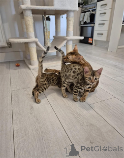 Фото №1. бенгальская - купить в Брюль за 32468₽. Объявление №153367