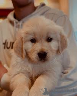 Фото №3. Купля для щенка золотистого ретривера.  Бельгия