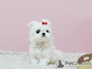 Фото №3. Cute Maltese puppies available for free adoptoin.  Германия