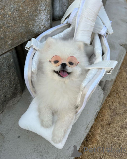 Фото №2 к объявлению №166384 о продаже померанского шпица - купить в США заводчик