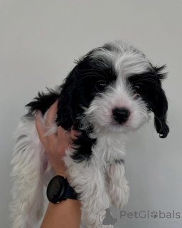 Фото №1. кинг-чарльз-спаниель - купить в Танделе за договорная. Объявление №158450