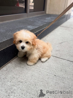 Фото №2 к объявлению №161562 о продаже  - купить в США 