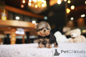 Фото №3. Дом декана Джанет Кей.  США