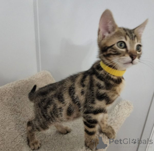 Фото №3. Бенгальские котята Дедигри уже готовы... Бизнес WhatsApp447400576553. Финляндия