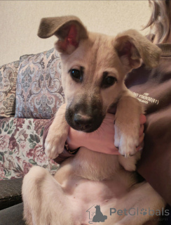 Фото №3. Люся, щенок, который очень хочет быть чьей-то.  Россия