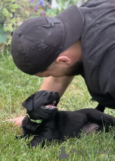 Фото №2 к объявлению №146093 о продаже лабрадор-ретривера - купить в США частное объявление, из питомника, из приюта, заводчик