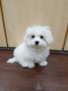 Фото №3. Szczeniętamaltańczyka Teacup do adopcji.  Польша