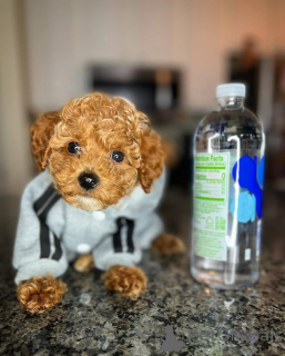 Фото №1. пудель (той) - купить в Хельсинки за 46384₽. Объявление №164032