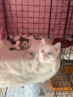 Фото №4. Продам  в Москве реке  - цена Бесплатно