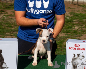 Фото №2 к объявлению №156048 о продаже американского стаффордширского терьера - купить в Сербии заводчик