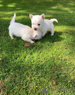 Фото №3. Доступны щенки йорки чистой породы.  США