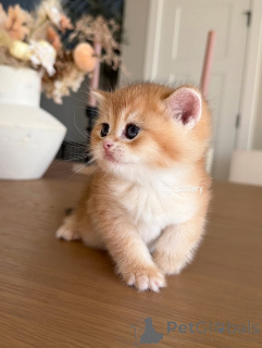 Фото №4. Продам британскую короткошёрстную в Шкаф частное объявление - цена договорная