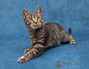 Фото №3. Ласковый и нежный малыш Тигрик ищет дом и любящее сердце. Россия