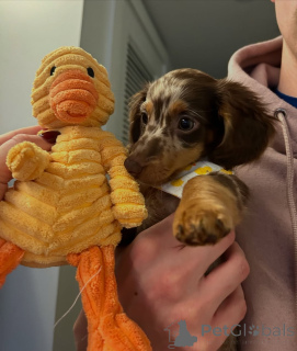 Фото №1. такса - купить в Берлине за 51022₽. Объявление №167794