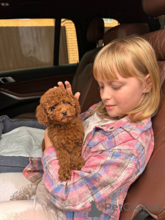 Фото №2 к объявлению №154263 о продаже пуделя (королевского) - купить в США заводчик