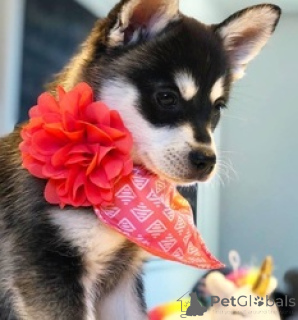 Фото №2 к объявлению №166062 о продаже аляскинского кли-кая - купить в США 