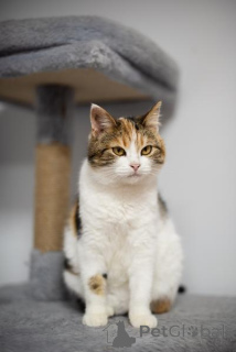 Фото №3. Необычная красавица Летти в добрые руки.. Россия