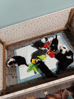 Фото №2 к объявлению №146022 о продаже бородатого колли - купить в Франции заводчик