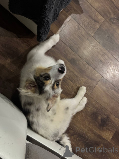 Фото №4. Продажа австралийскую овчарку в Минске частное объявление, из питомника, заводчик - цена 98565₽