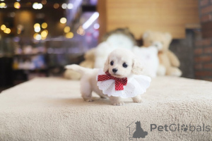 Фото №3. Дом декана Джанет Кей.  США