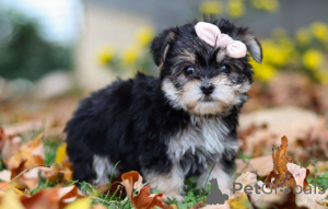 Фото №1.  - купить в Берлине за договорная. Объявление №156764