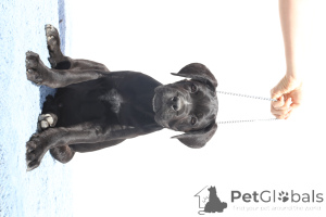 Фото №4. Продажа кане-корсо в Buzău заводчик - цена 185534₽