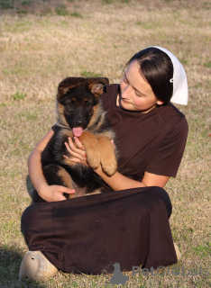 Фото №2 к объявлению №142818 о продаже немецкую овчарку - купить в Германии частное объявление