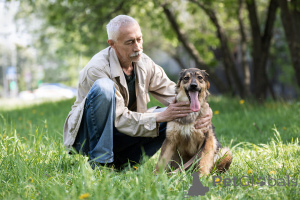 Фото №3. Чудесная собака Мила ищет семью..  Россия