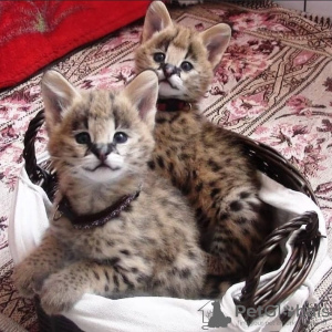 Фото №3. Kvalitets Africa serval katt til salgs og savannah katt для усыновления. Норвегия