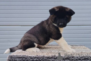 Фото №4. Продажа стаффордширского бультерьера в Позаревак  - цена договорная