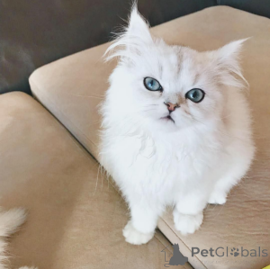 Фото №1.  - купить в Вена за Бесплатно. Объявление №162285