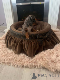 Фото №4. Продажа таксу в Нови Сад  - цена договорная