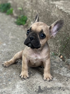 Фото №2 к объявлению №149480 о продаже французского бульдога - купить в Нидерландах из питомника