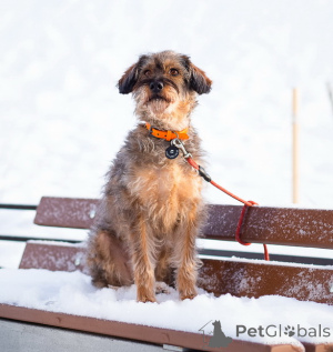 Фото №1. беспородная - купить в Санкт-Петербурге за Бесплатно. Объявление №163725