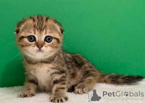 Фото №3. Очаровательный котенок Рэгдолл. Беларусь