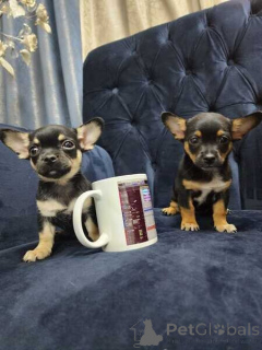 Фото №1. чихуахуа - купить в Плохой Хомбург перед высотой за договорная. Объявление №167071