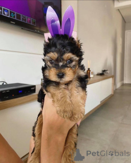 Фото №1. йоркширский терьер - купить в Абиско за договорная. Объявление №167293