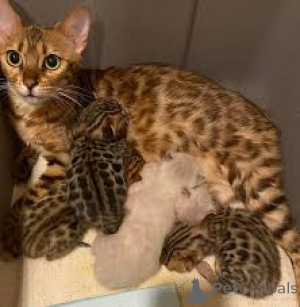 Фото №1. бенгальская - купить в Брюсселе за 46384₽. Объявление №161613