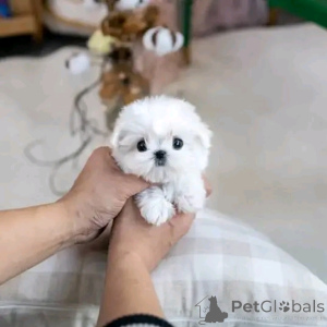 Фото №2 к объявлению №137598 о продаже мальтийскую болонку - купить в США заводчик