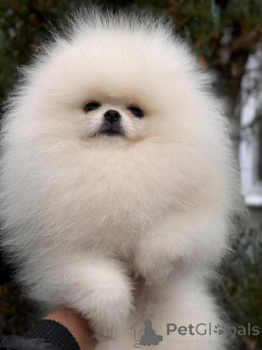 Фото №2 к объявлению №161130 о продаже  - купить в Канаде 