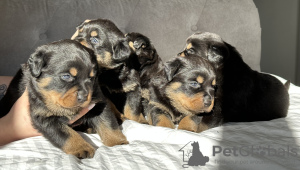 Фото №3. Клуб собаководов зарегистрировал красивых щенков ротвейлера..  Великобритания