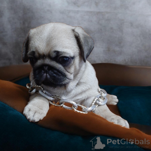 Фото №3. Шикарный красавчик!.  Украина